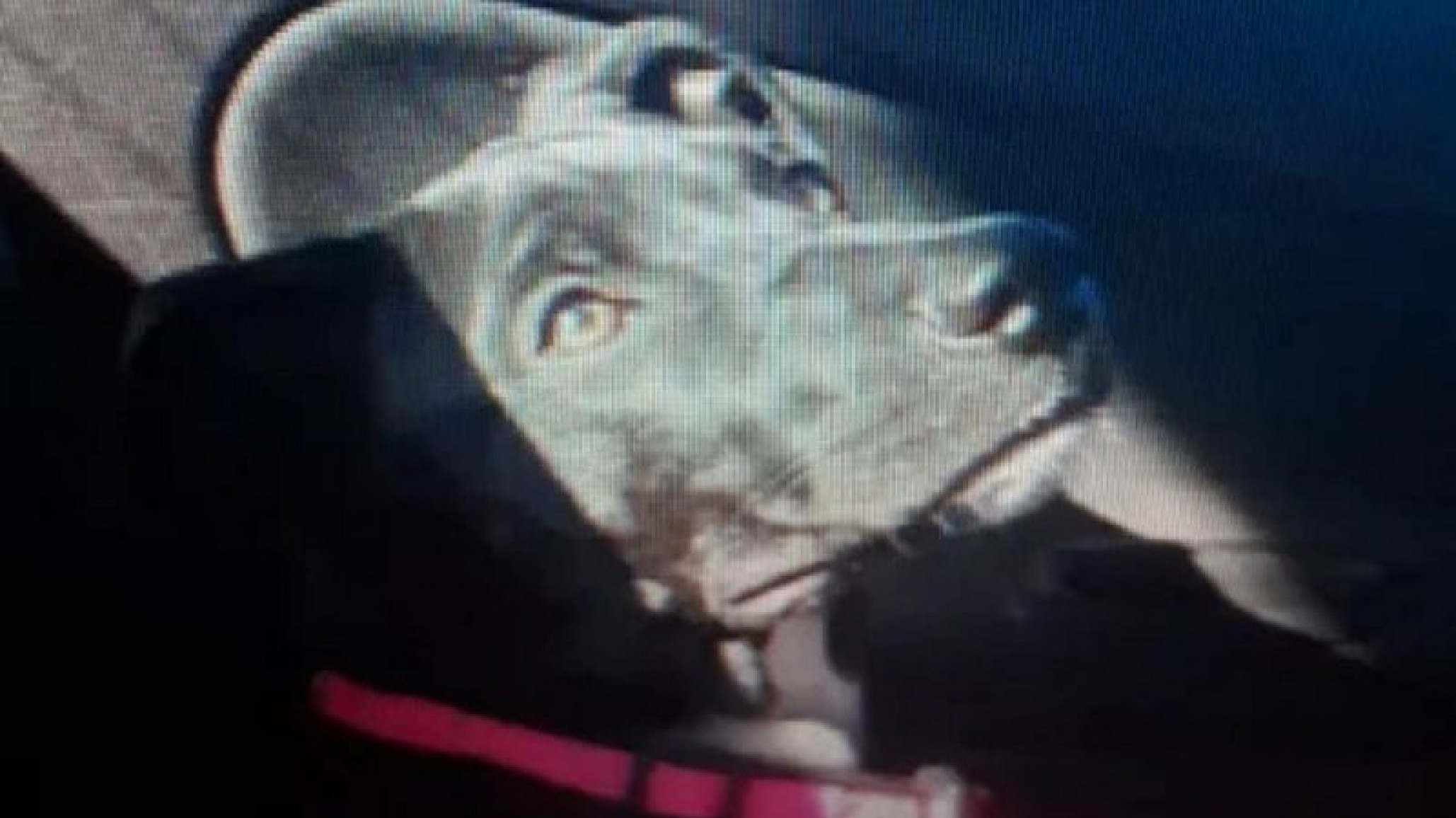 Playa Unión: Policía mató a una perra después de que ésta supuestamente lo mordiera