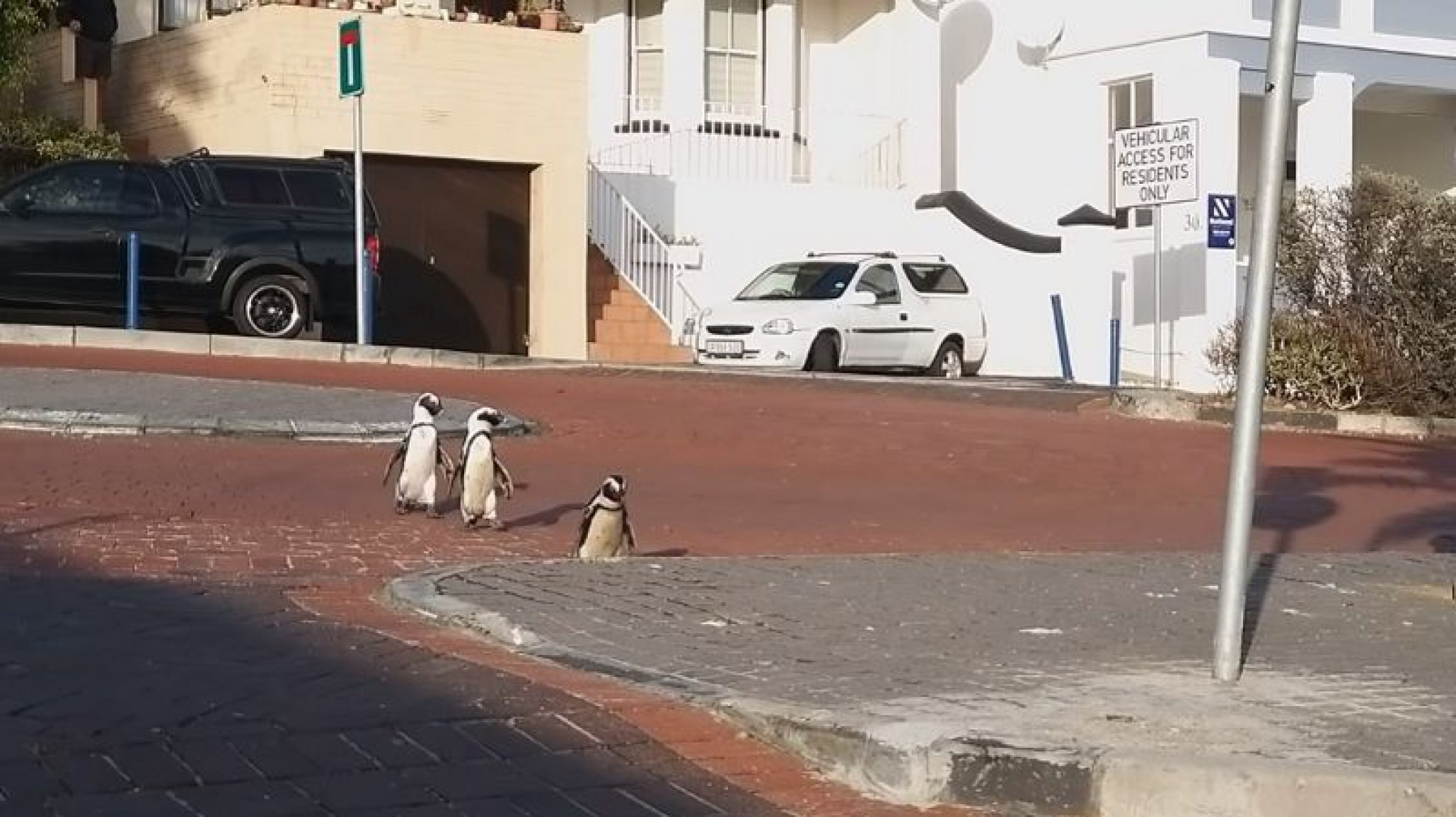 Video Viral: Ante la cuarentena los pingüinos se adueñan de las calles de Sudáfrica