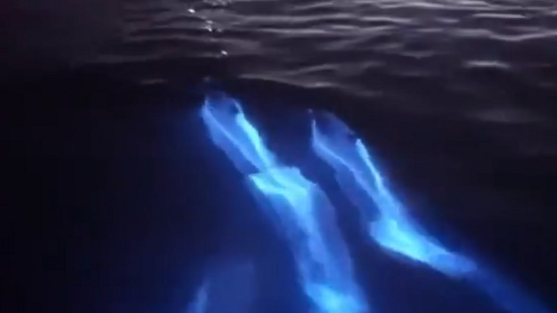 Video: Graban a una manada de delfines “brillando” en el mar