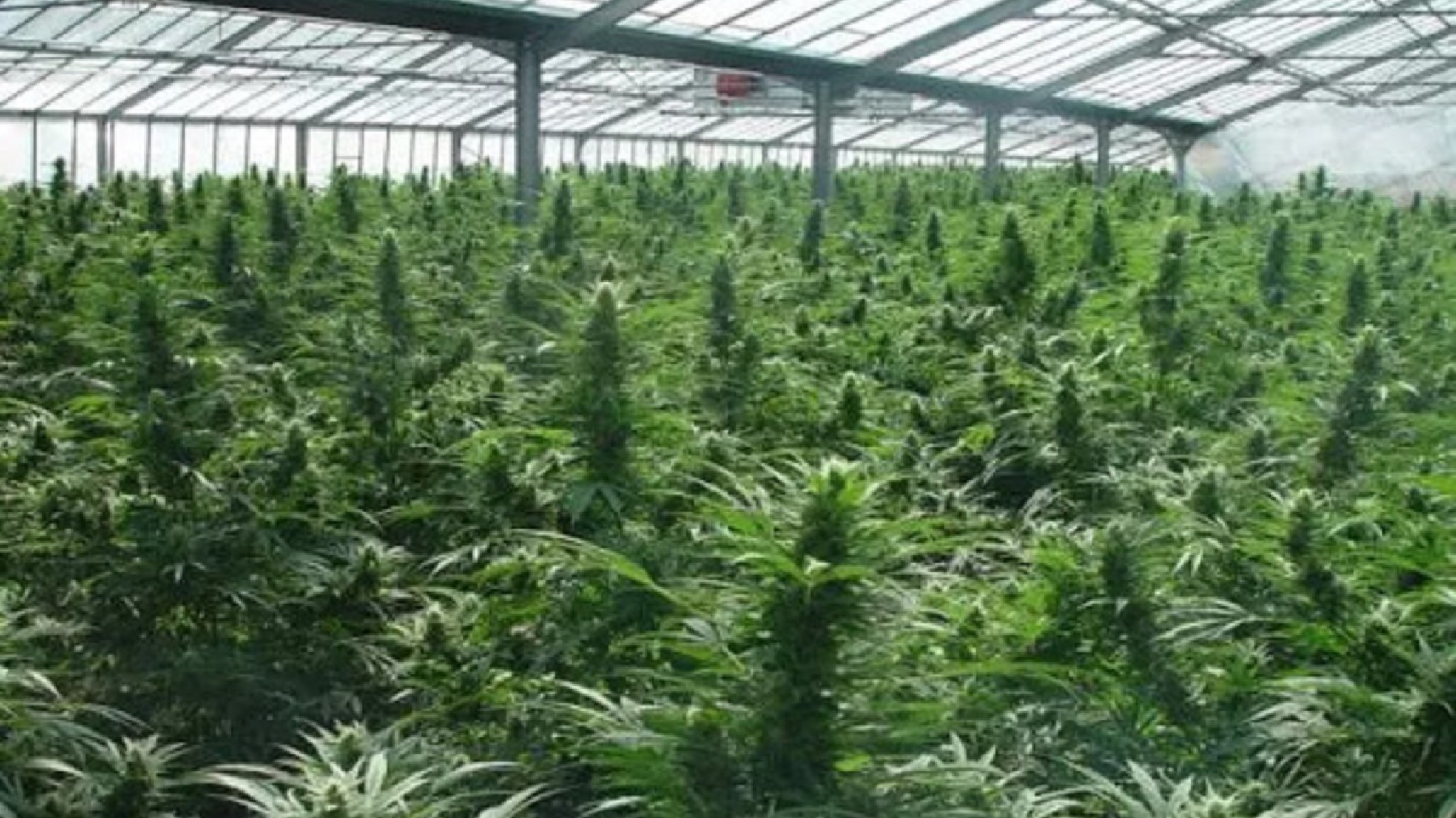 Marihuana Legal: Colombia la exportará a Estados Unidos