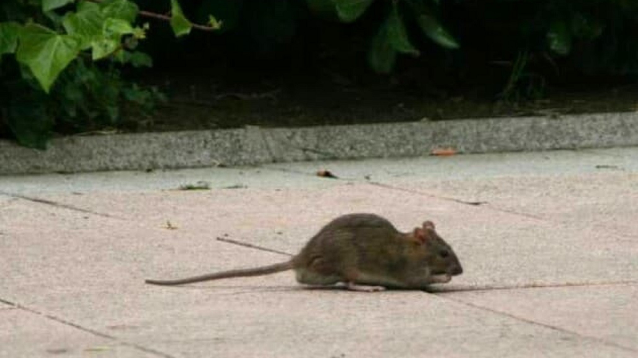 Efecto colateral de la cuarentena: plaga de ratas en M閤ico