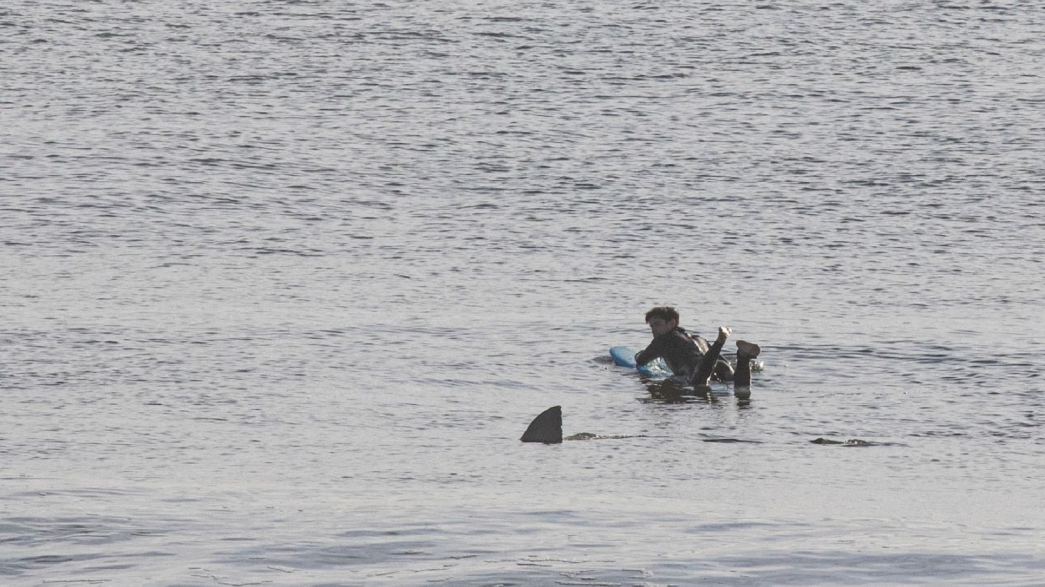 Surfistas son atacados por un tiburón y se salvan de milagro