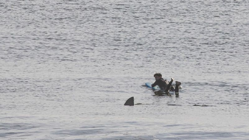 Surfistas son atacados por un tiburón y se salvan de milagro