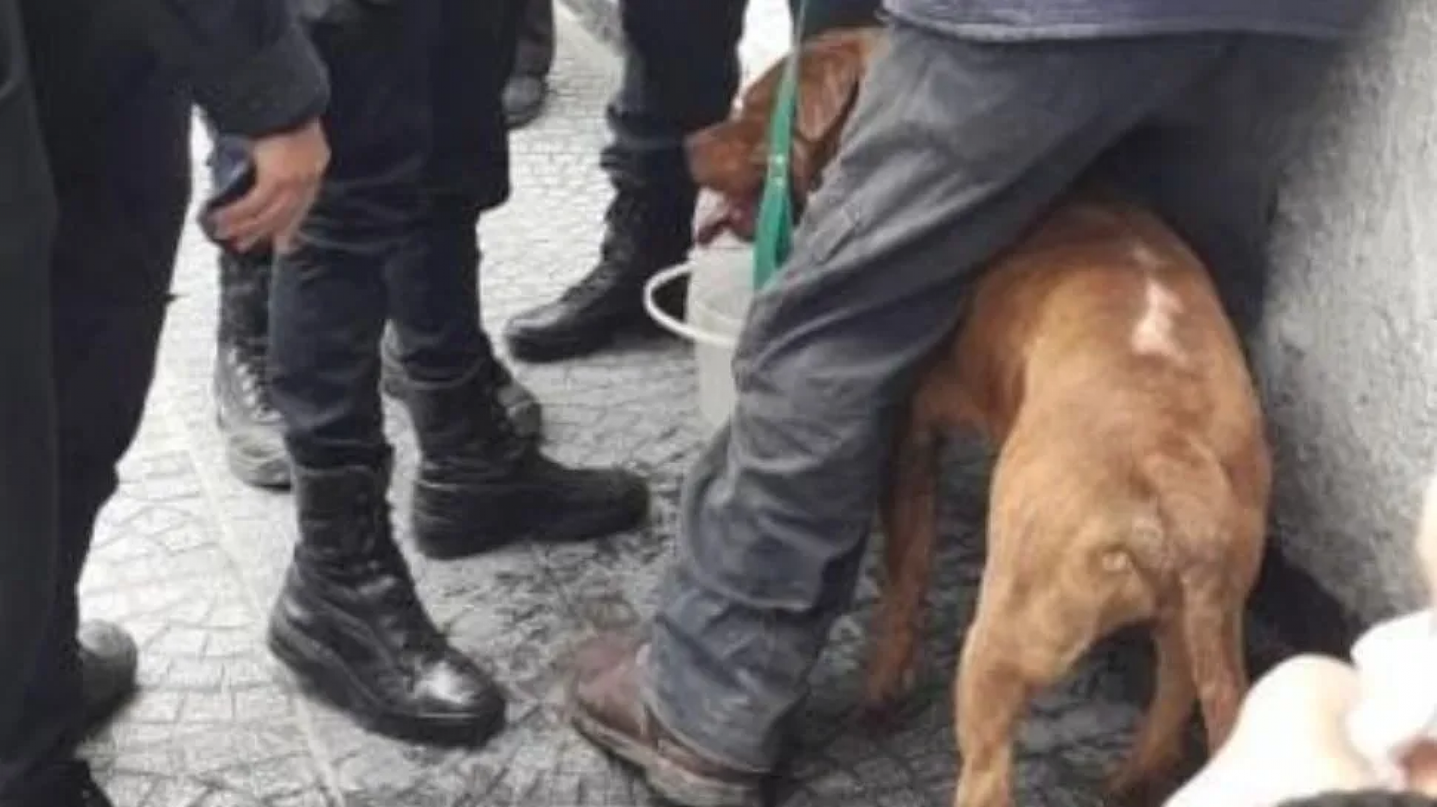 Abusaba sexualmente de una perra pitbull: lo atraparon
