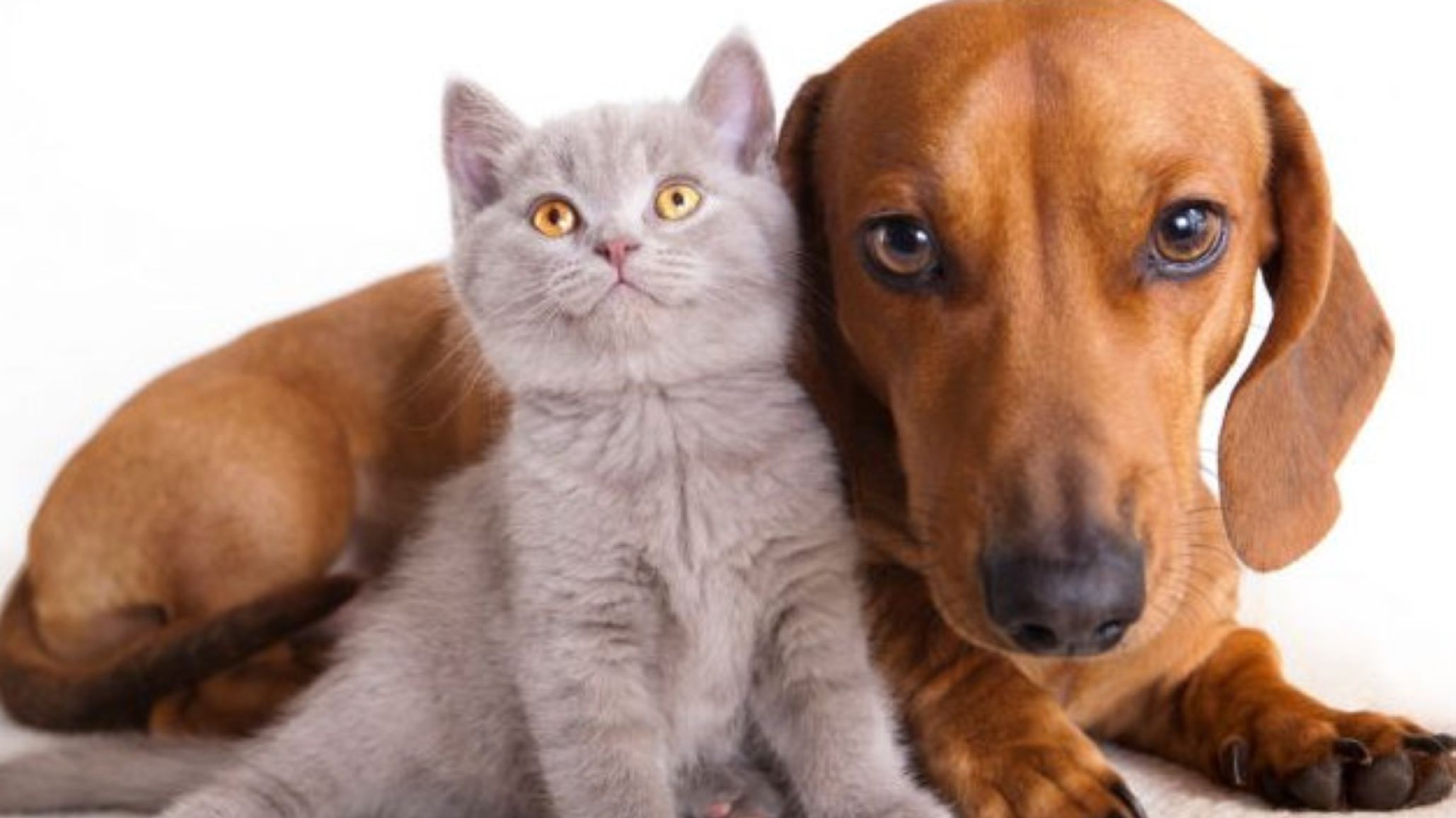 Coronavirus: lo que tenés que saber sobre gatos y perros