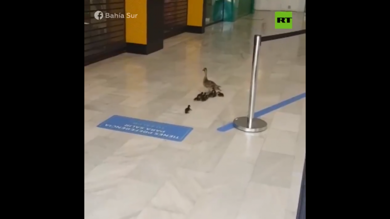 Video: familia de patos de paseo por el shopping