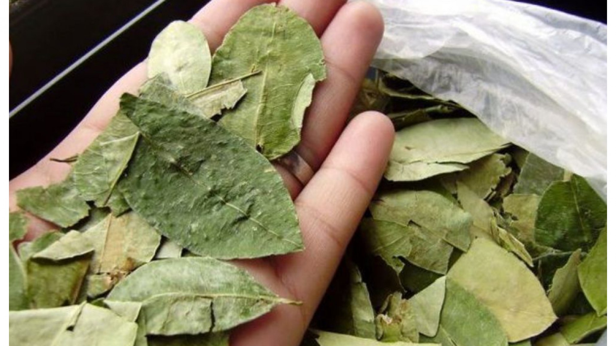 Coca secuestrada por contrabando será distribuida entre Salta y Jujuy ante el desabastecimiento