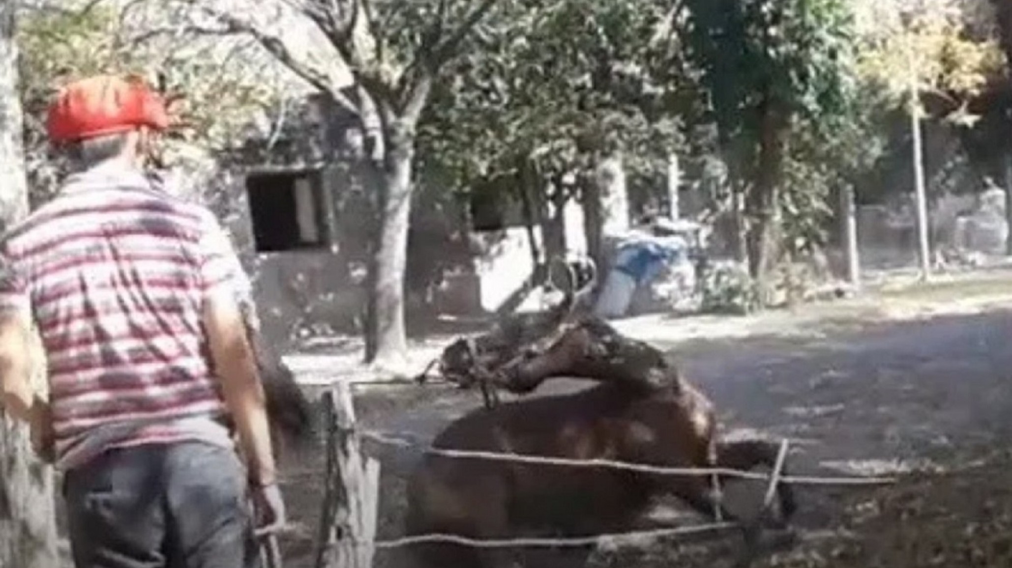 Indignante: Matan a golpes a un caballo y lo arrojan al basural