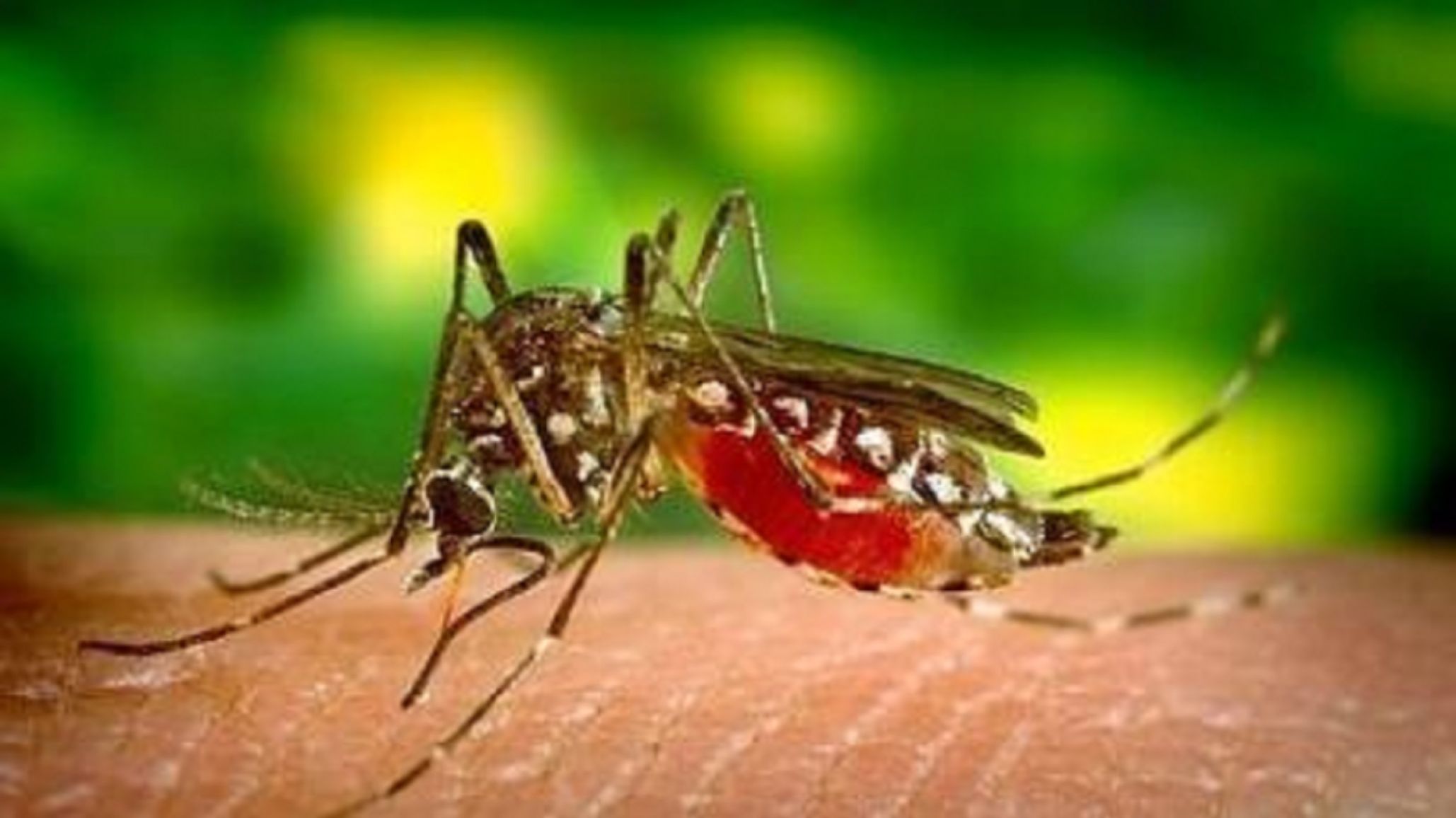 Reportan apariciones del “mosquito tigre asiático” en España: transmite hasta 22 tipos de virus