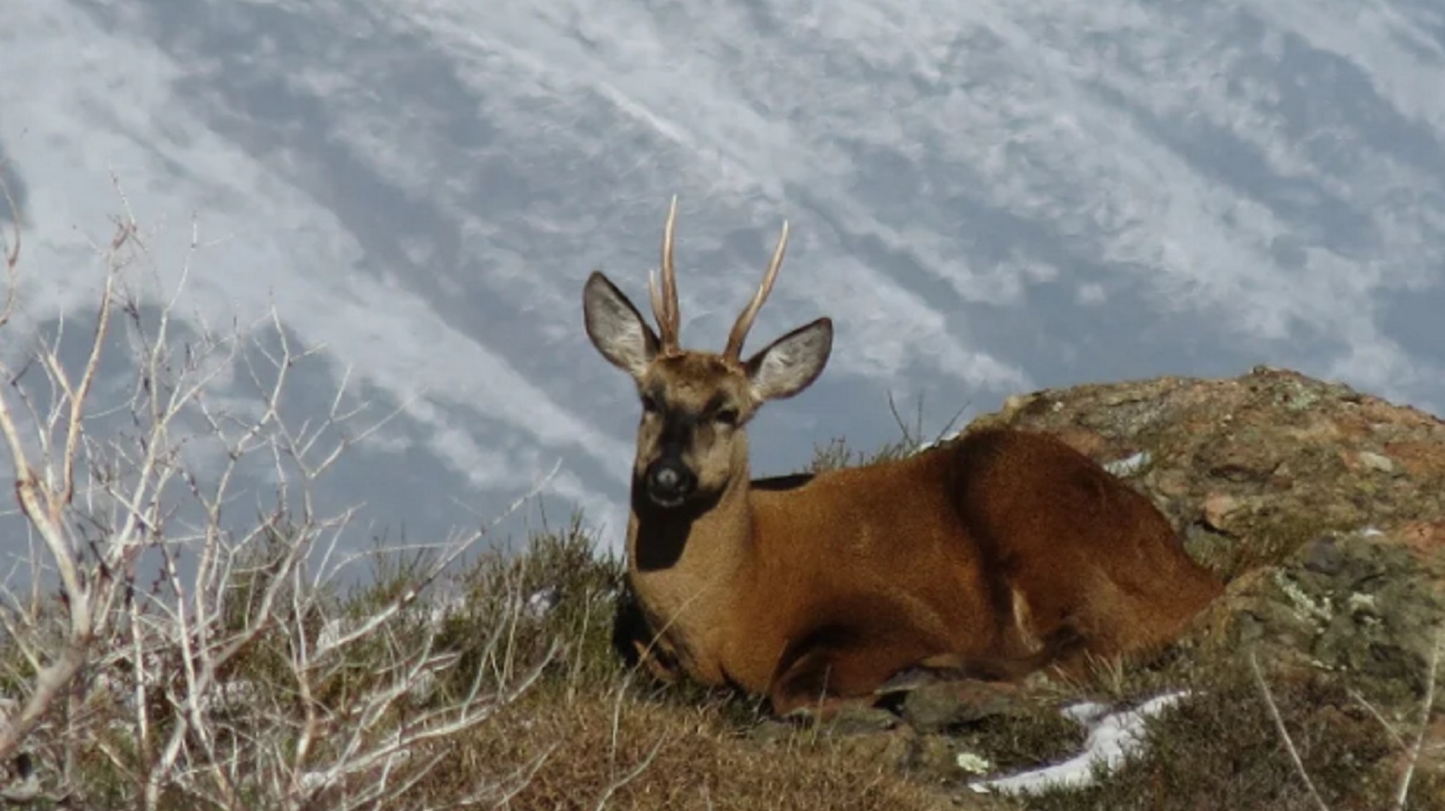 Sorprendente avistaje de un Huemul en el Parque Nacional Los Arces