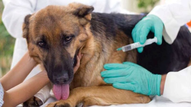 Comodoro: Este sábado comienza la campaña de vacunación antirrábica de perros y gatos