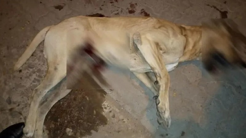 Detienen a un hombre por matar a un perro de un escopetazo