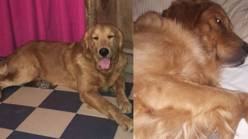 Le pateó la cabeza a un perro de asistencia y se dio a la fuga: el can perdió la vista