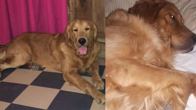 Le pateó la cabeza a un perro de asistencia y se dio a la fuga: el can perdió la vista