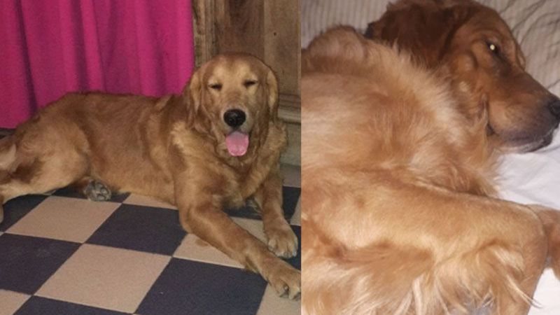 Le pateó la cabeza a un perro de asistencia y se dio a la fuga: el can perdió la vista