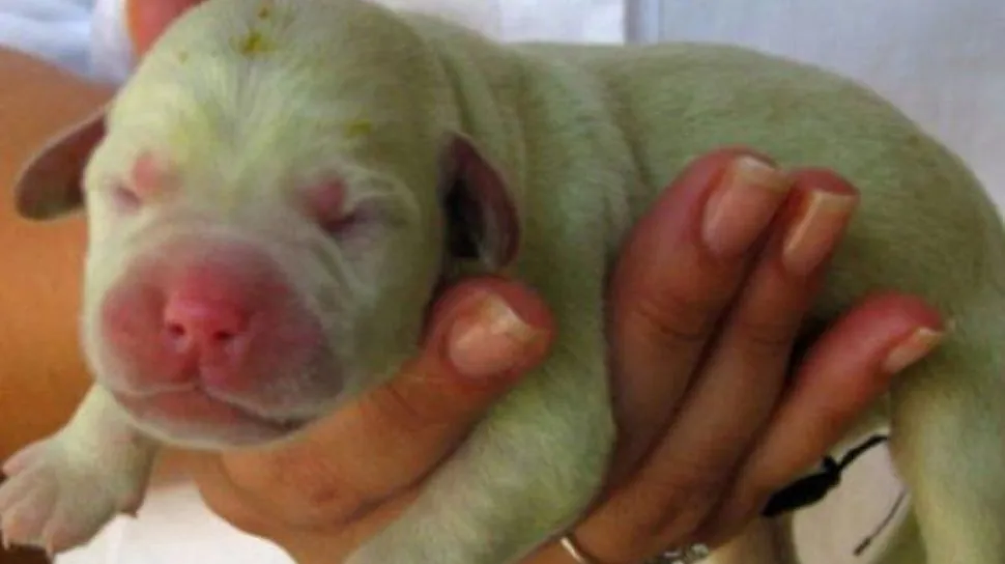Nació un perrito ¡verde! en Misiones
