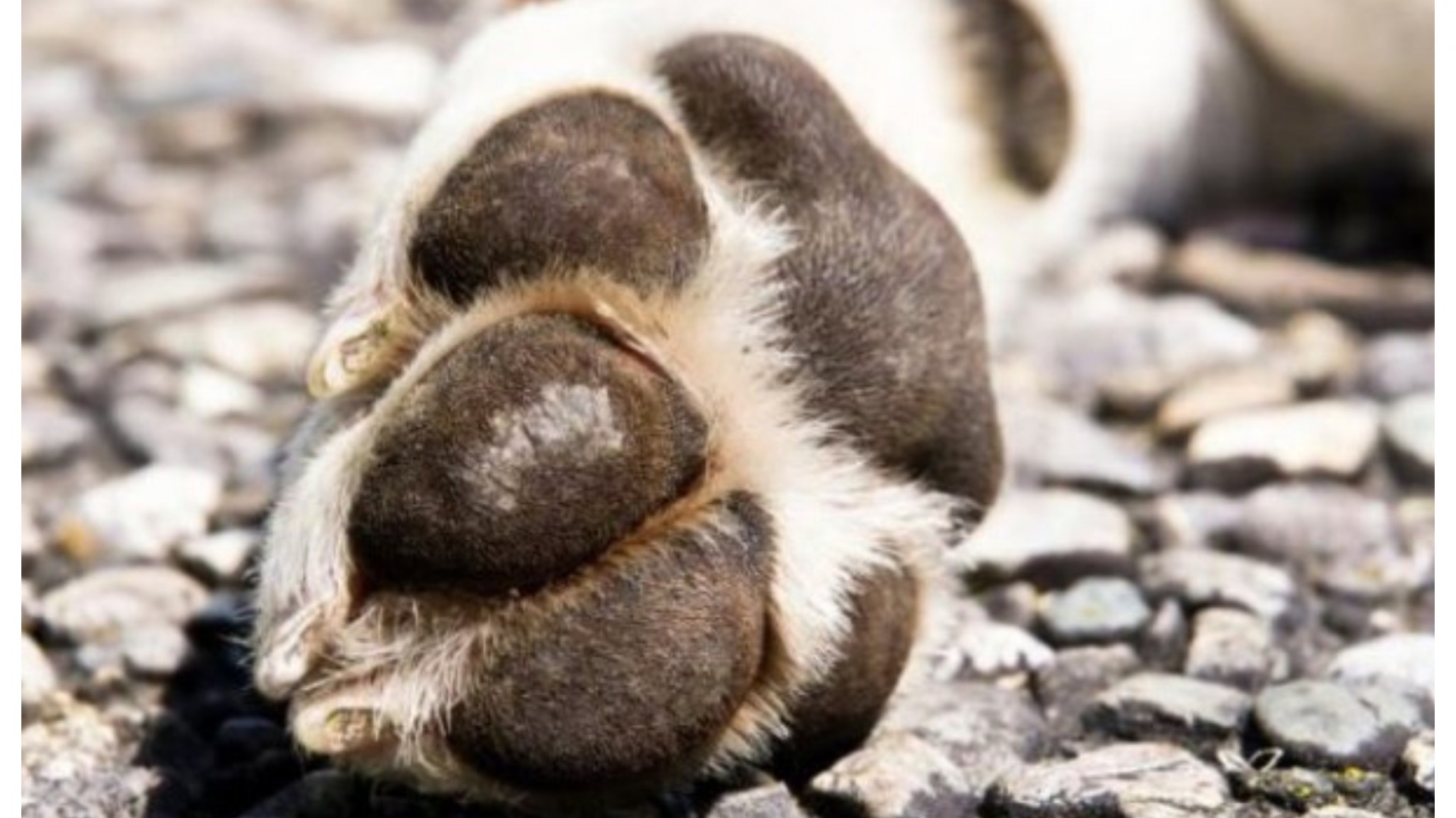 Horror: Hallaron el cuerpo de un hombre que estaba siendo devorado por perros