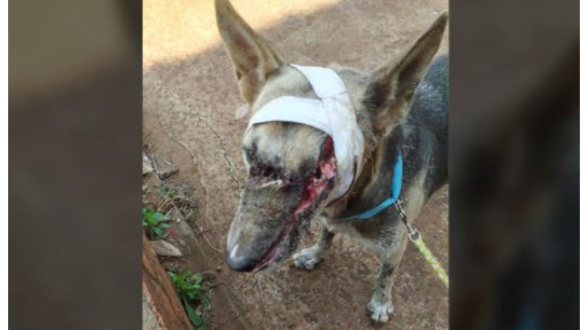 Crueldad: ladrones atacaron a machetazos a una perra que defendió su casa