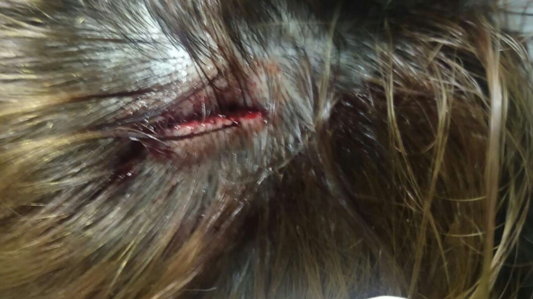 Dos hombres golpearon con una pala a su vecina y tuvo que ser hospitalizada