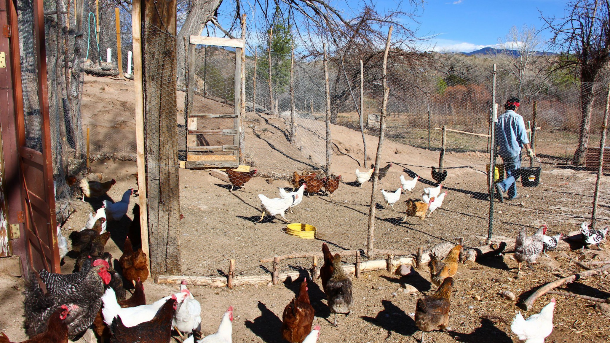 Asesinaron a palazos a 700 gallinas y los sospechosos son dos nenes