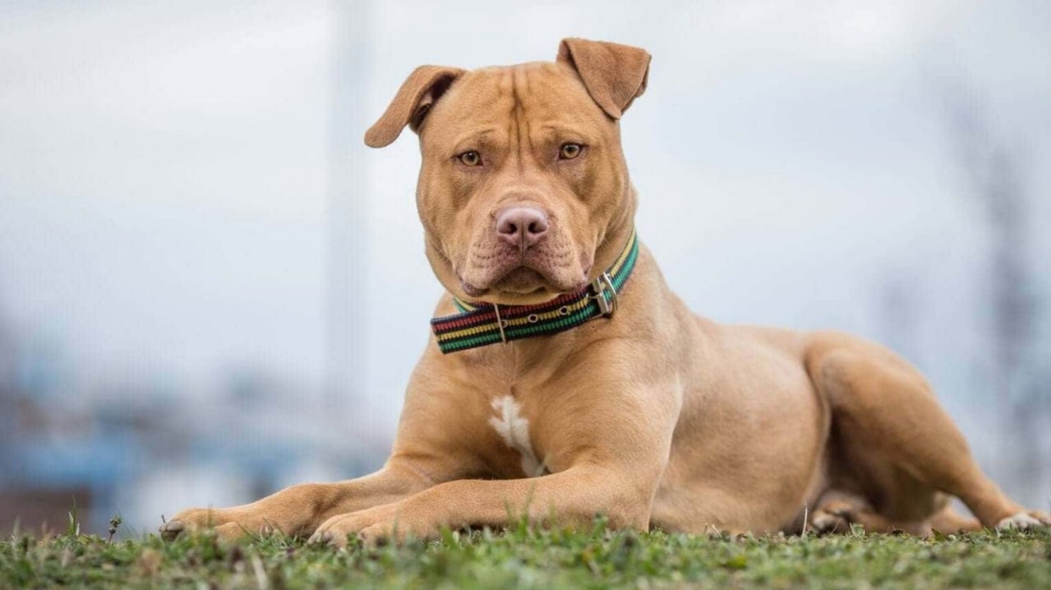 Un pitbull atacó a un niño en la rambla, recibió 11 puntos y va a necesitar cirugía