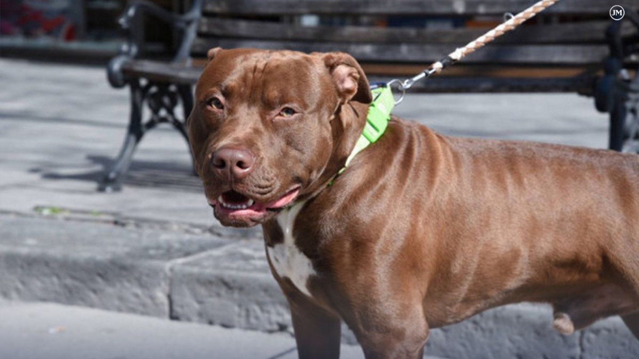 Mujer fue hospitalizada luego de defender a su hija del ataque de un perro