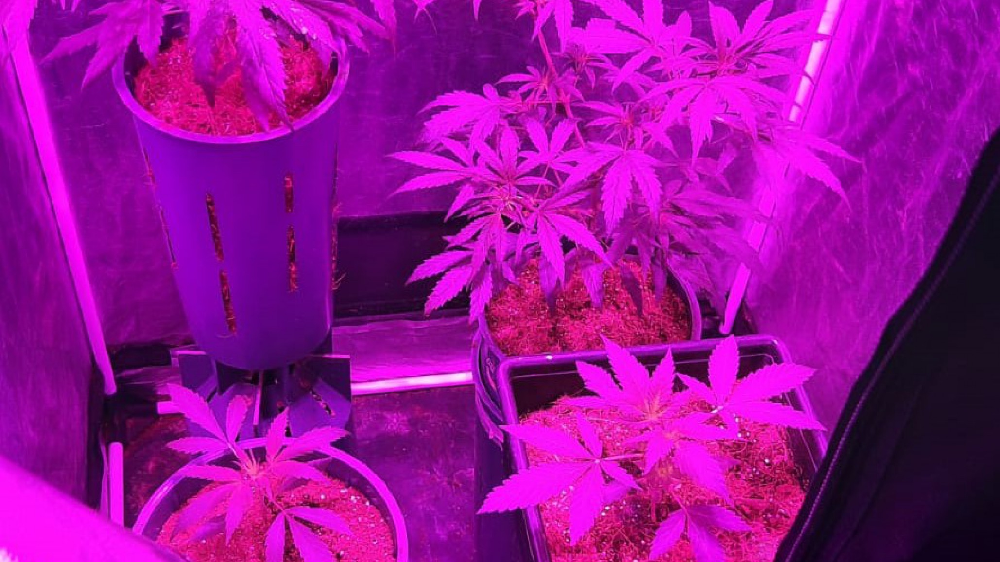 Allanaron una vivienda por estafa a un vendedor y descubrieron plantas de marihuana