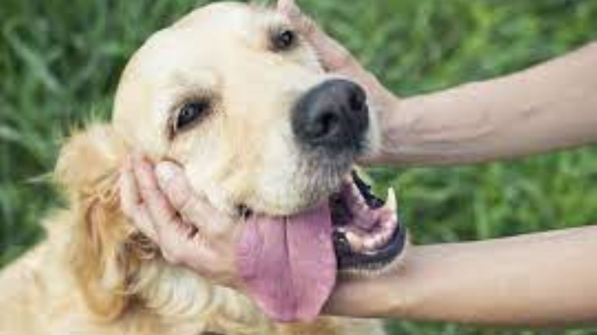 Así será el cronograma ?gratuito? de castración de mascotas para esta semana