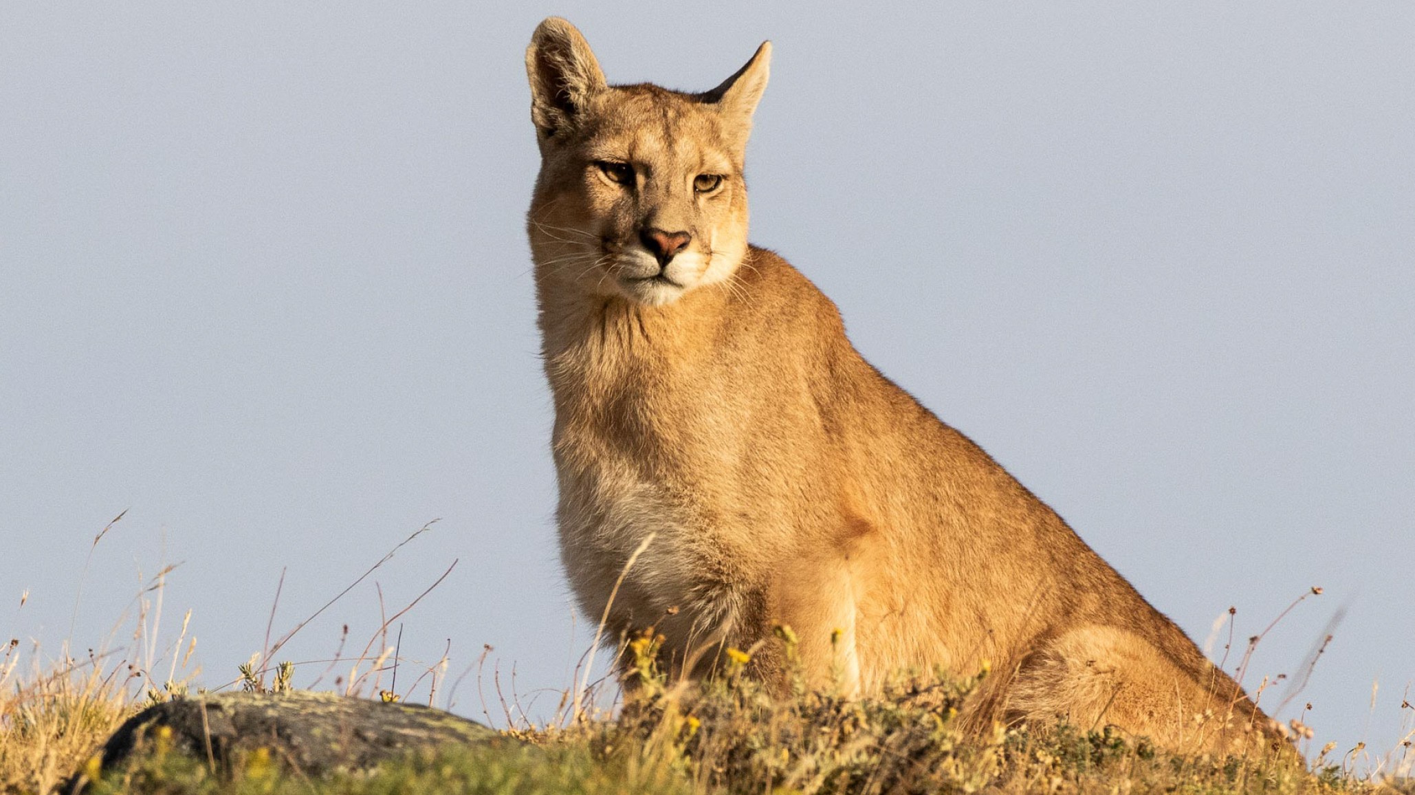 En Trelew advierten por un puma suelto