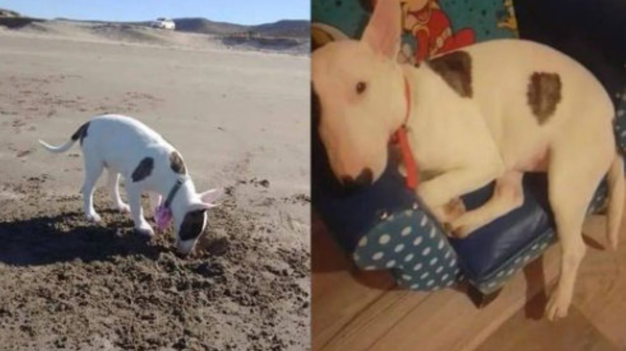 La mujer que filmó al ladrón de su mascota, la recuperó ?todavía hay gente buena?