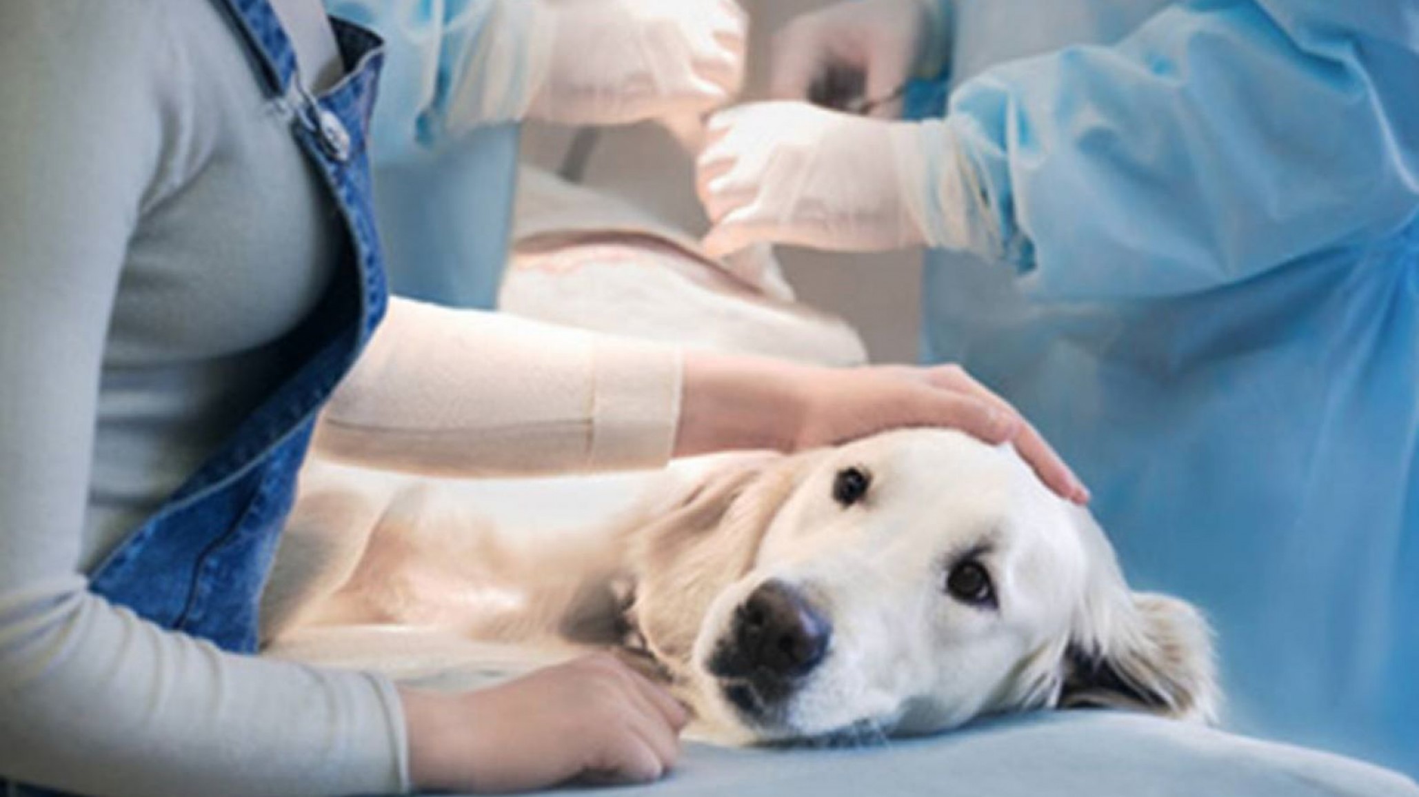 El tráiler de castración llega al barrio Moure: ¿Desde cuándo hay esterilizaciones?