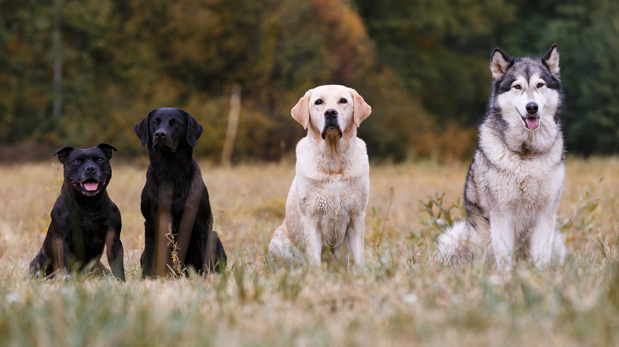 <p>Various breeds of dogs sitting on autumn meadow</p>