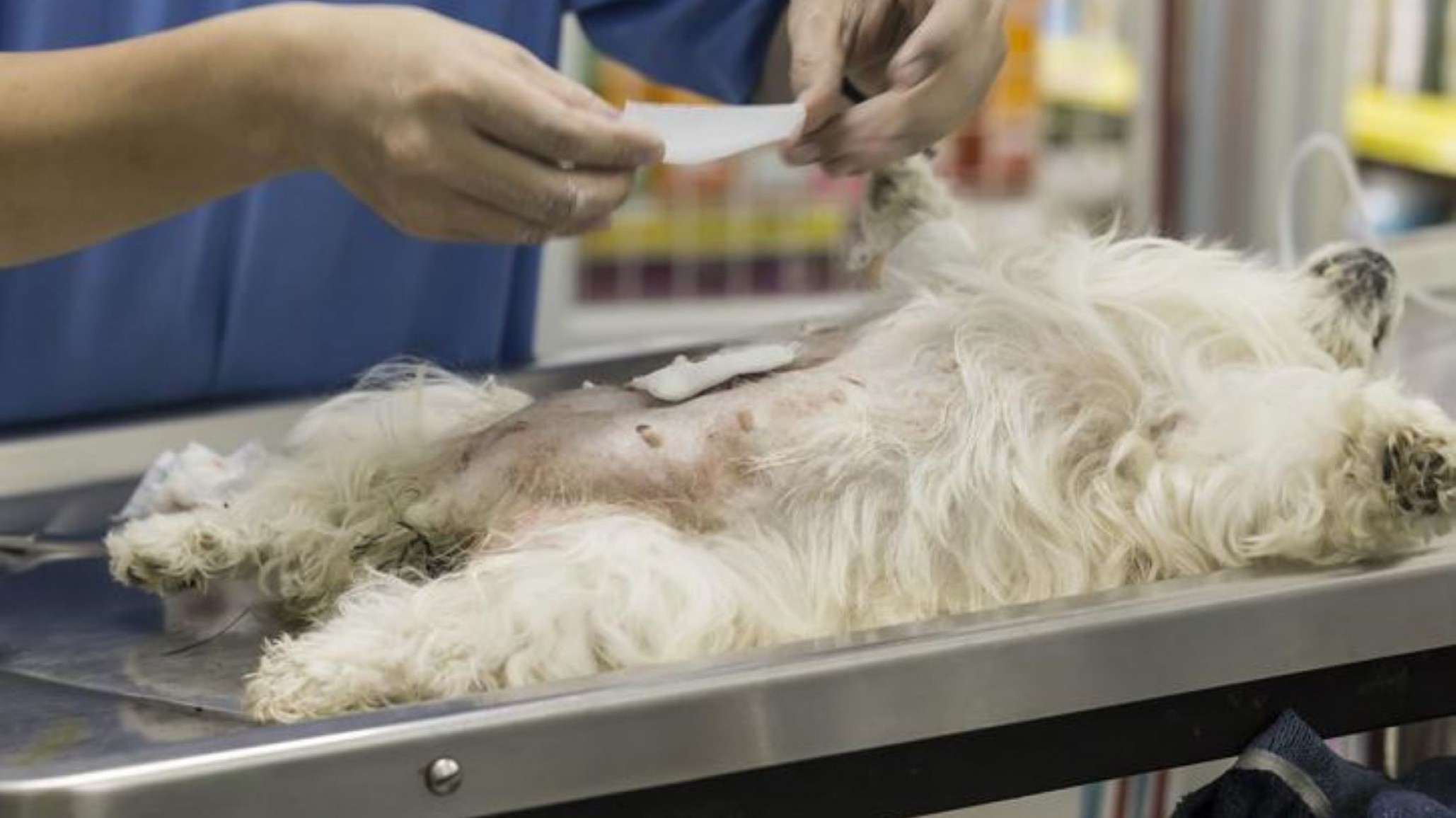 Así será el cronograma ?gratuito? de castración de mascotas para esta semana