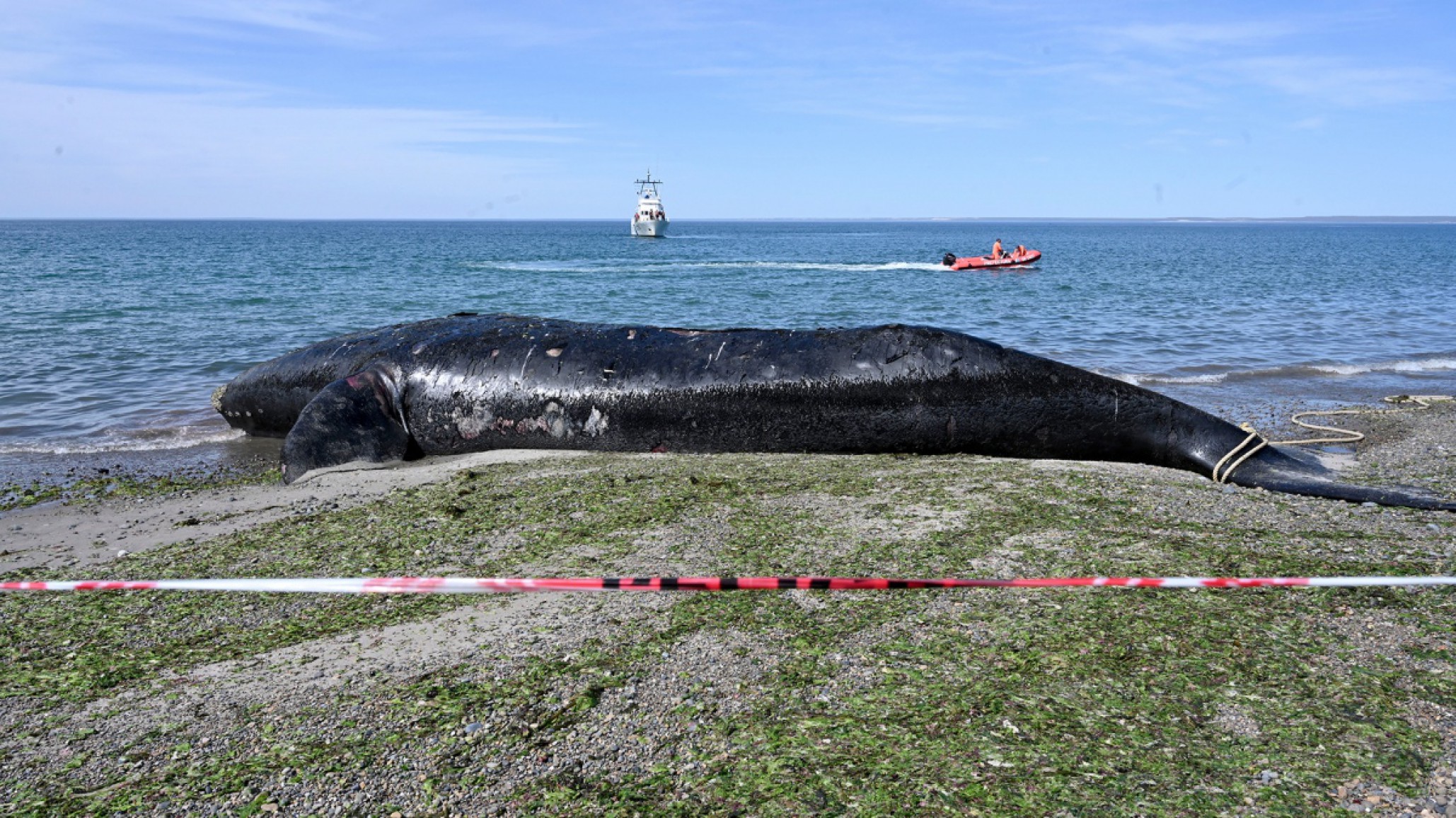 Muerte de ballenas en el Golfo Nuevo: Estudios confirman presencia de toxinas de “marea roja”