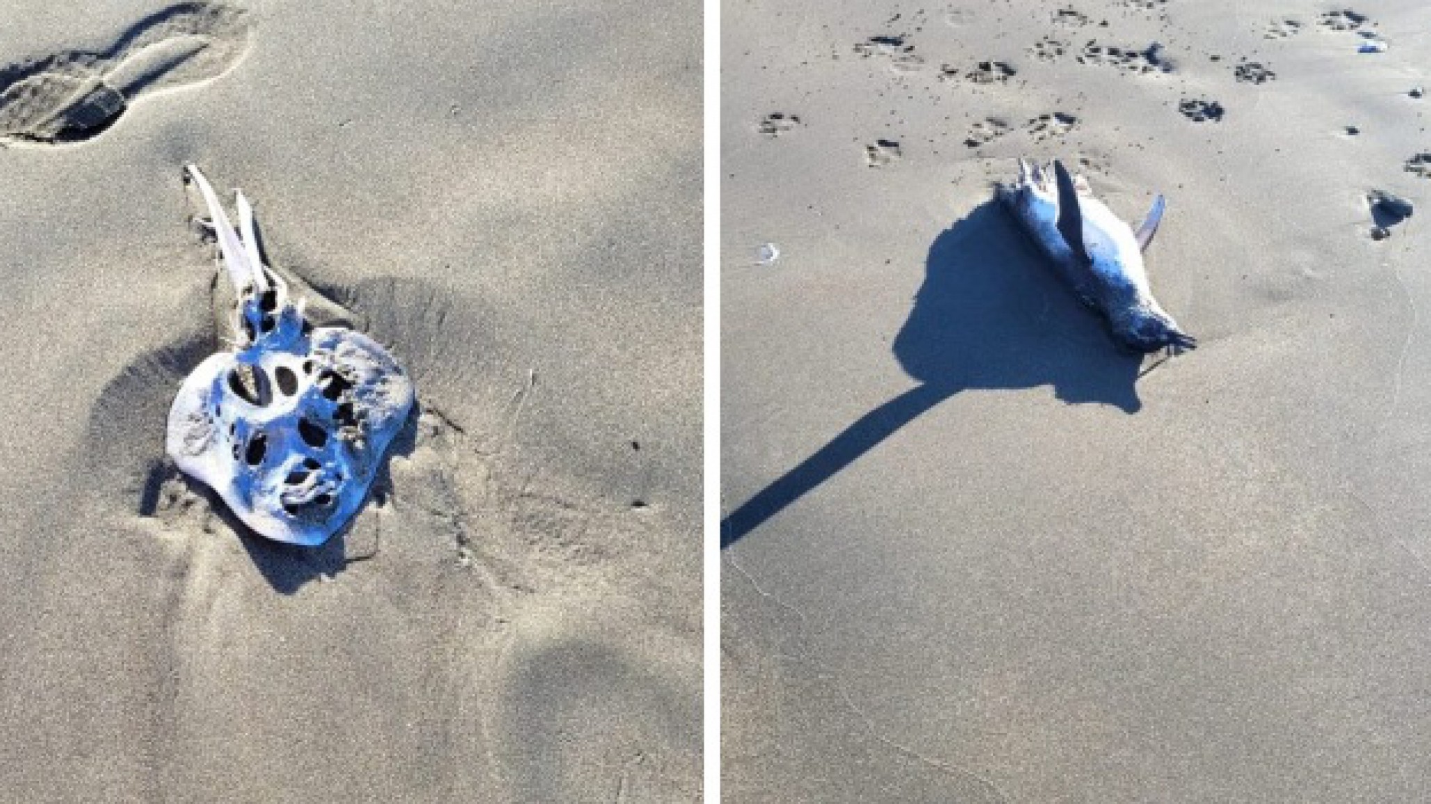 Vecinos en alerta por aparición de animales muertos en la costa