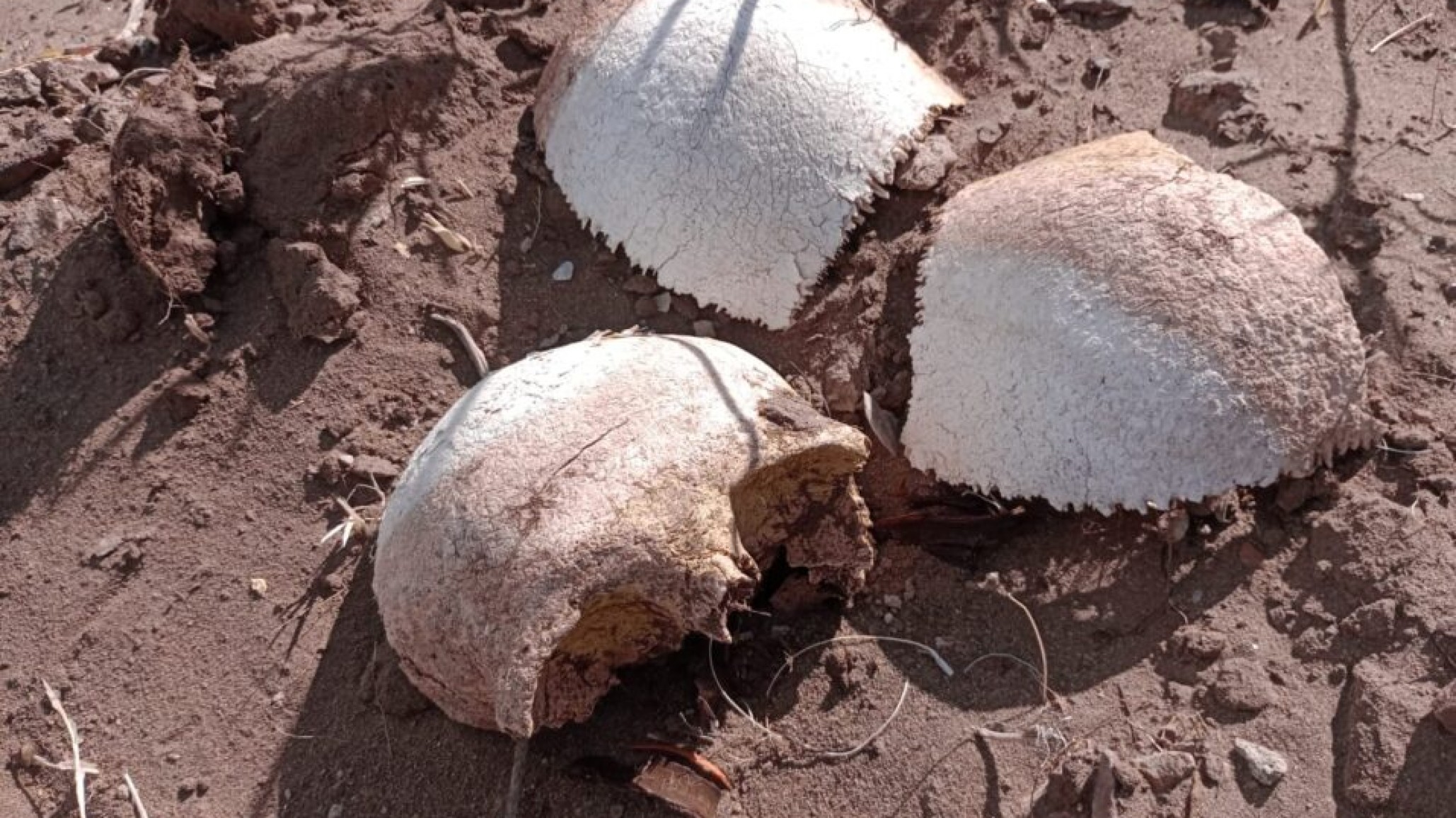 <p>Foto: Radio del Mar</p>