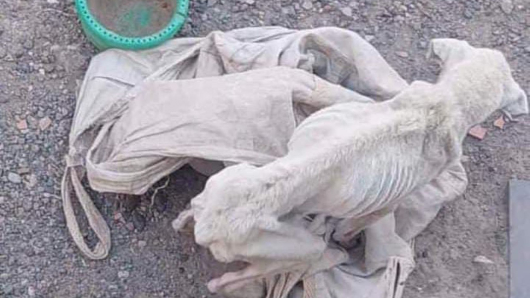 Murió perro desnutrido y su dueño fue denunciado por “abandono, maltrato y crueldad animal”