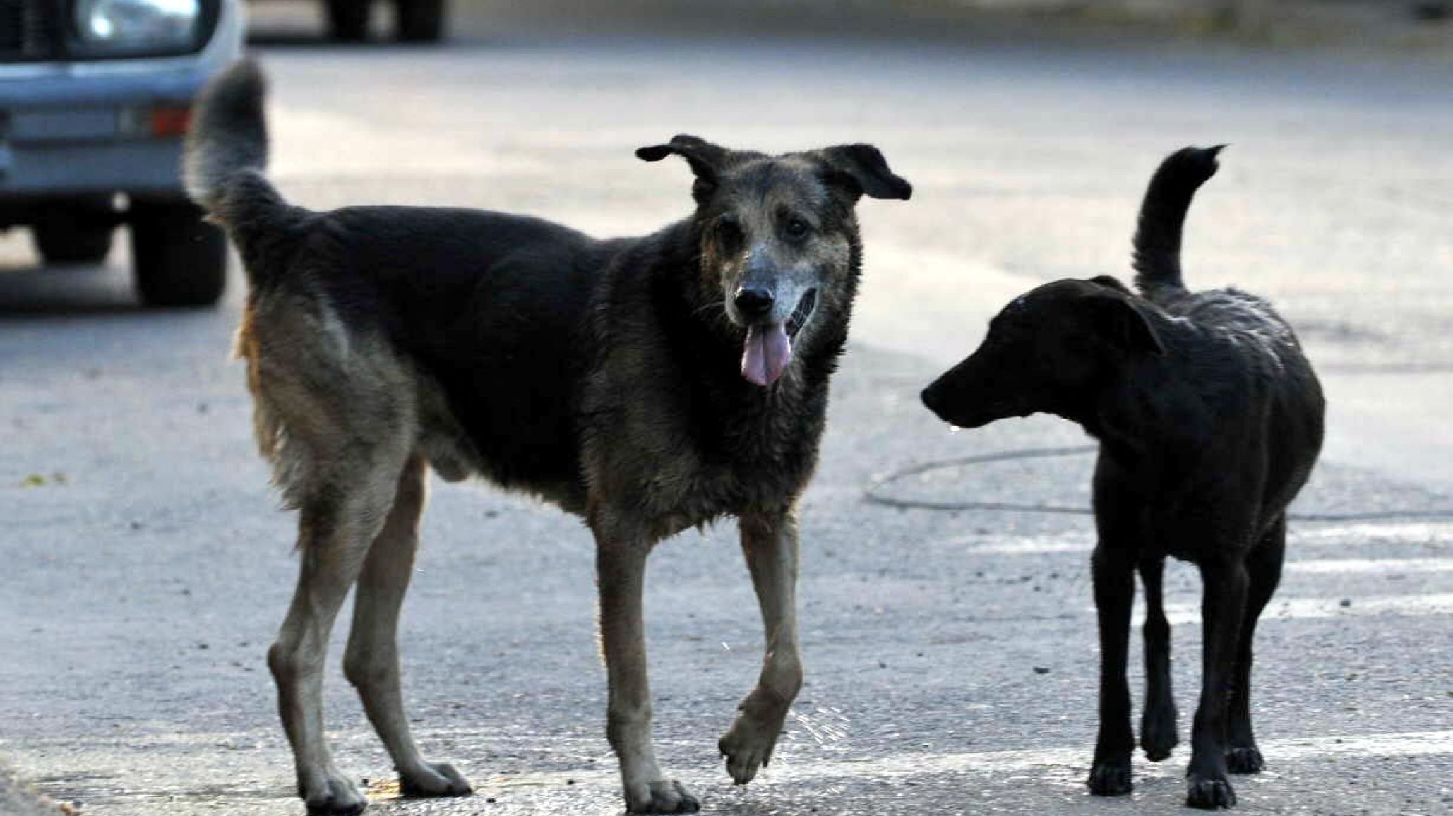 Alertan por dos perros sueltos tras denuncias de ataques a mascotas en el sur de Comodoro