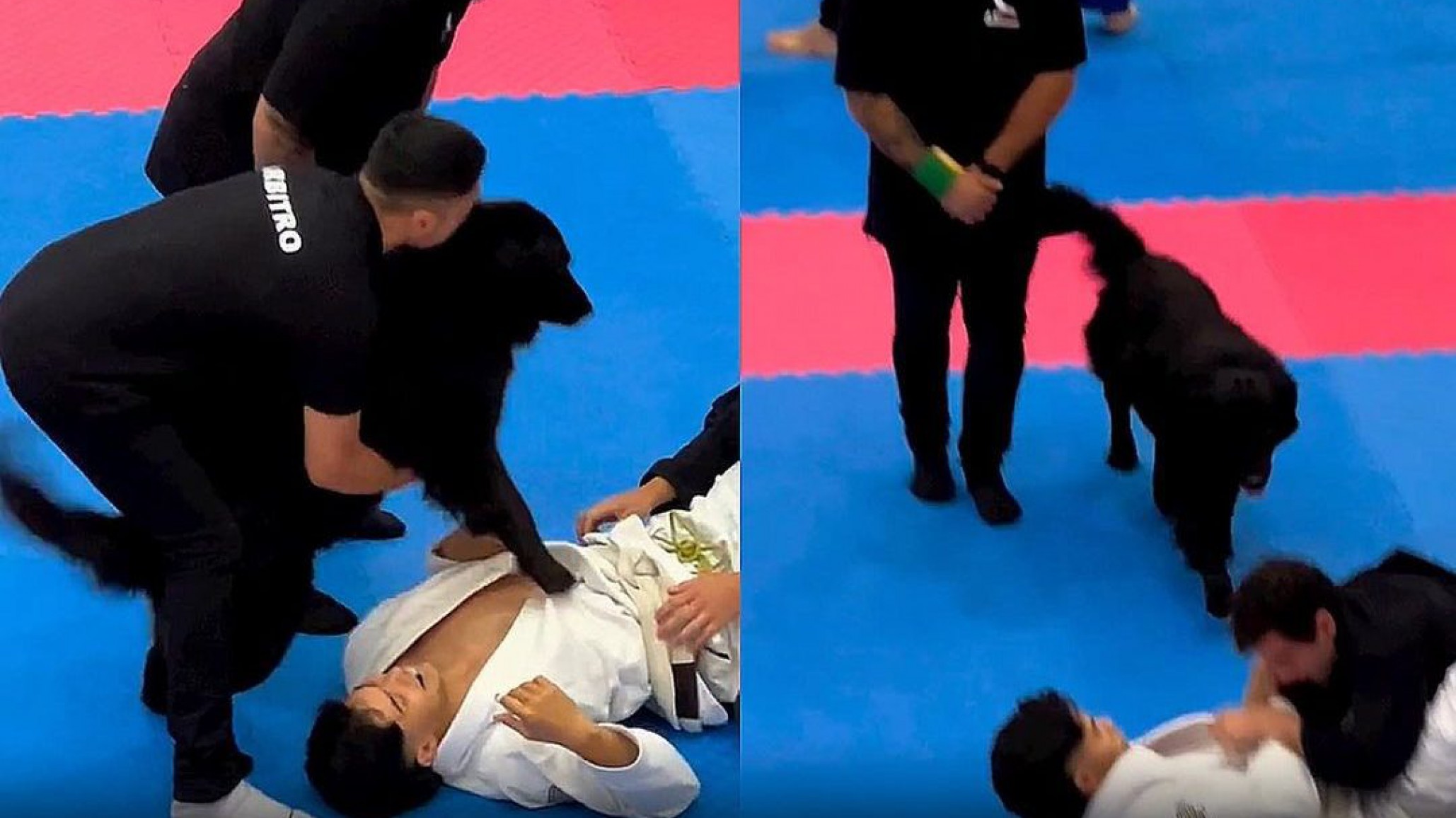 Perro se viraliza en las redes al intentar “defender” a su dueño durante una pelea de jiu jitsu