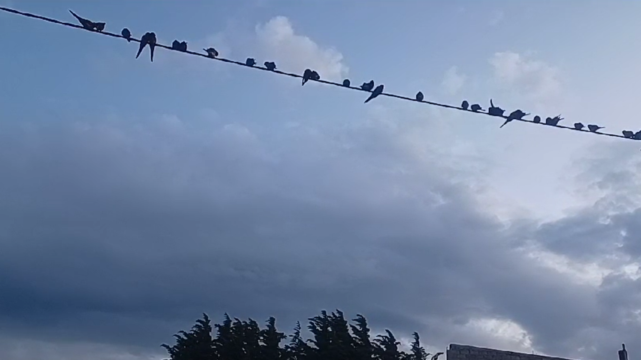 Cortes de energía: increíble pero real ¡Todo culpa de los loros!
