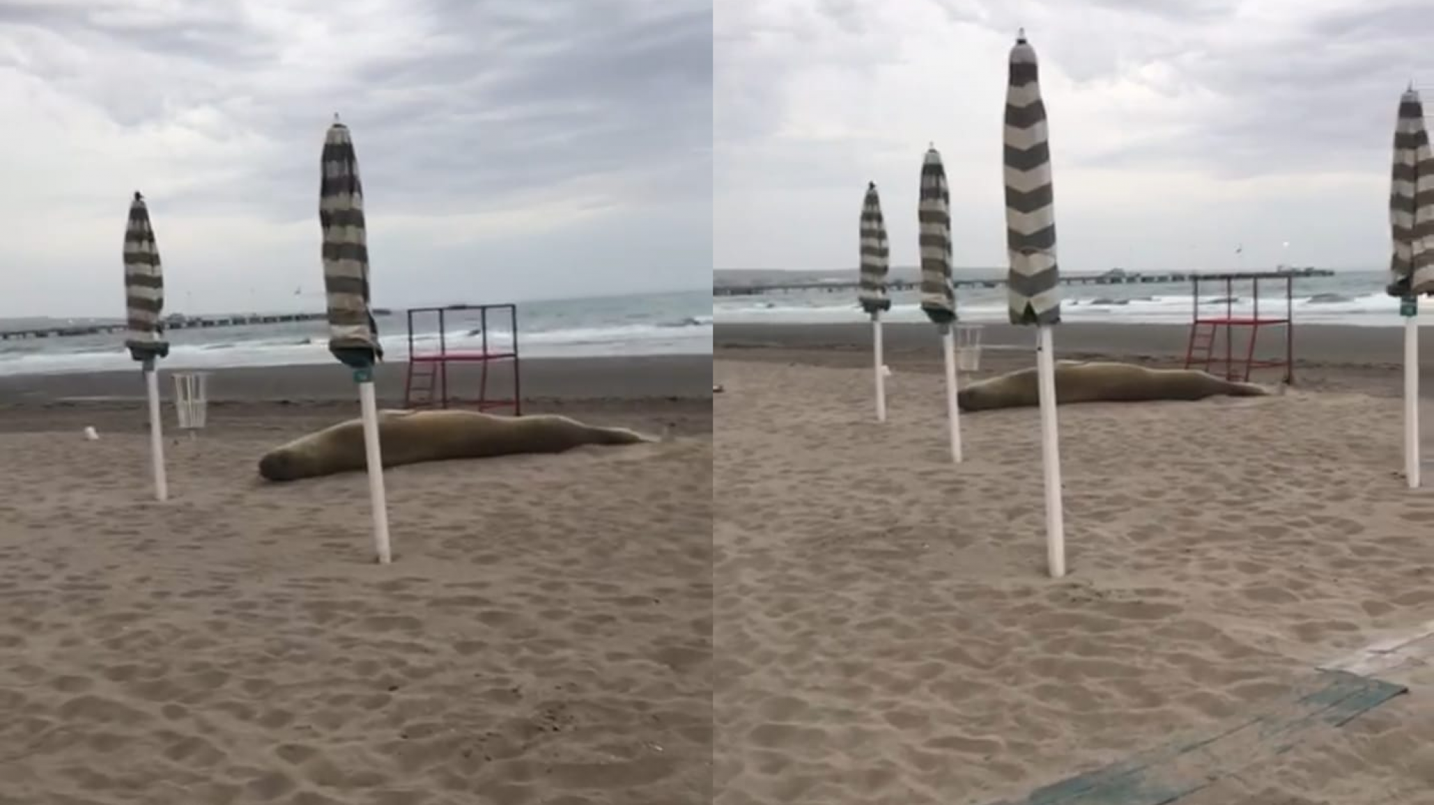 Un lobo marino sorprende a los vecinos de Puerto Madryn: "Así lo vamos a tener un mes"