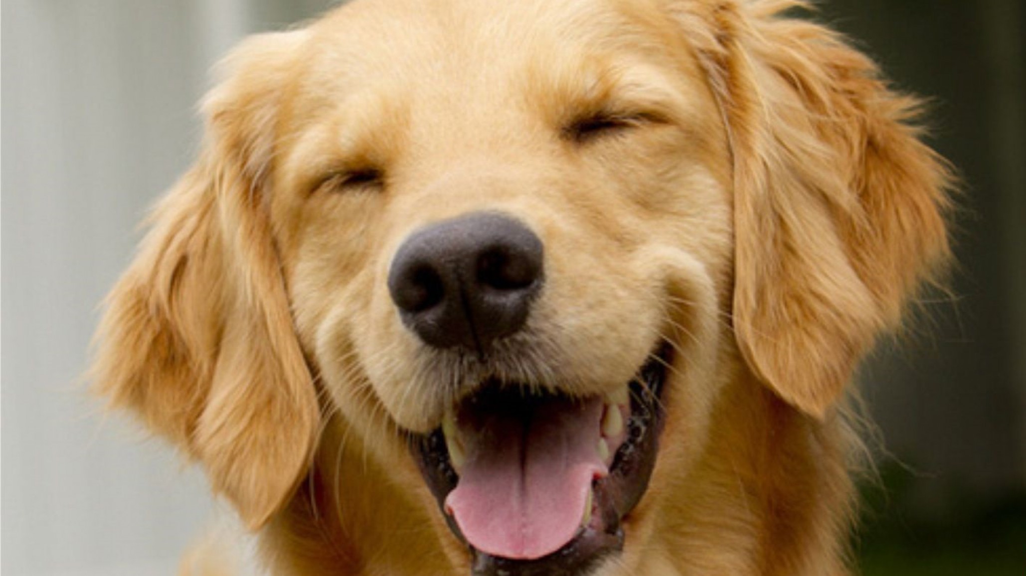 Rifa Solidaria: Busca ayuda para trasladar a sus animales rescatados a Buenos Aires