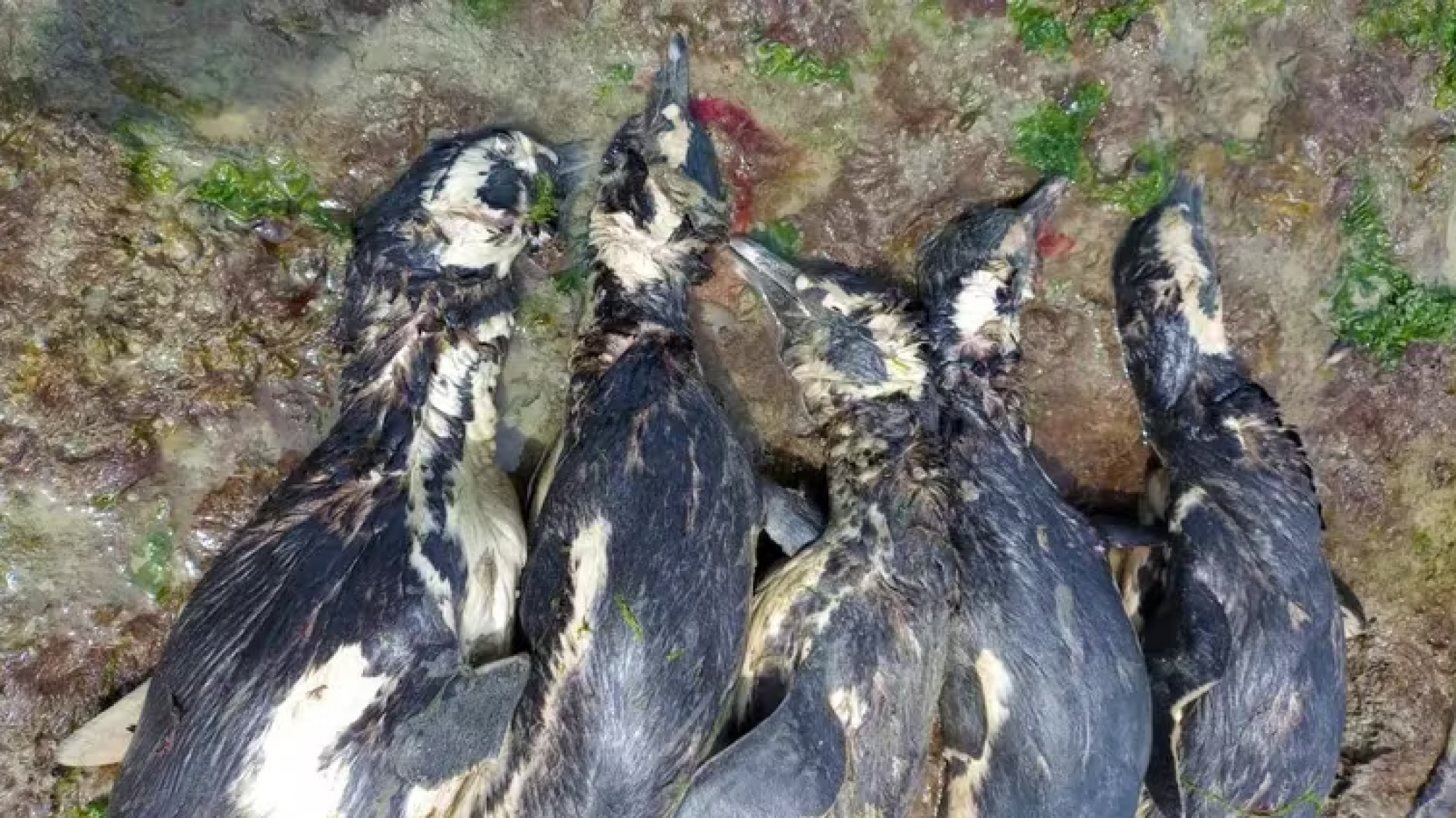 Aparecieron 138 pingüinos muertos en una costa de Santa Cruz