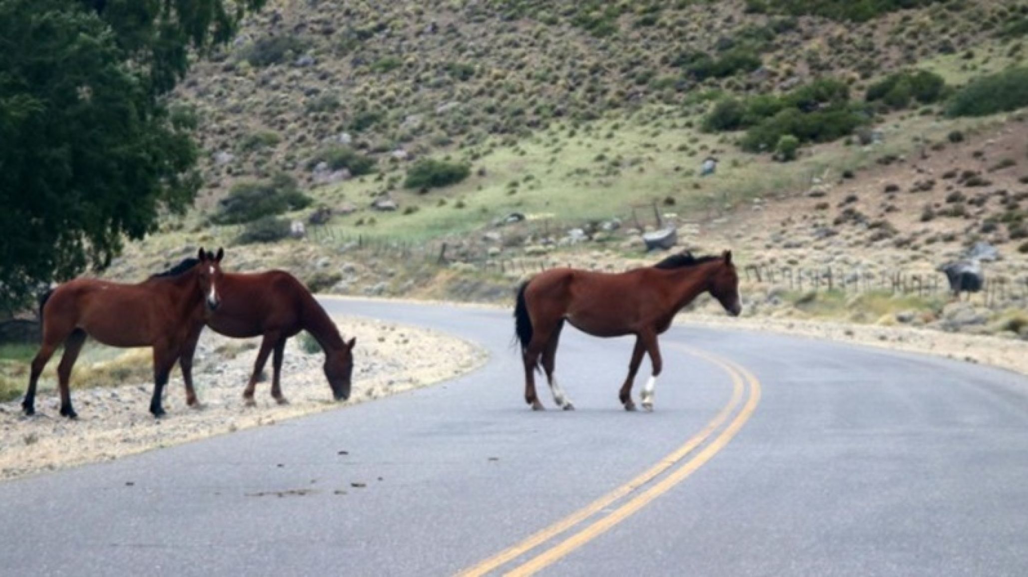 Se produjo un accidente por la presencia de caballos sueltos en la Ruta 26