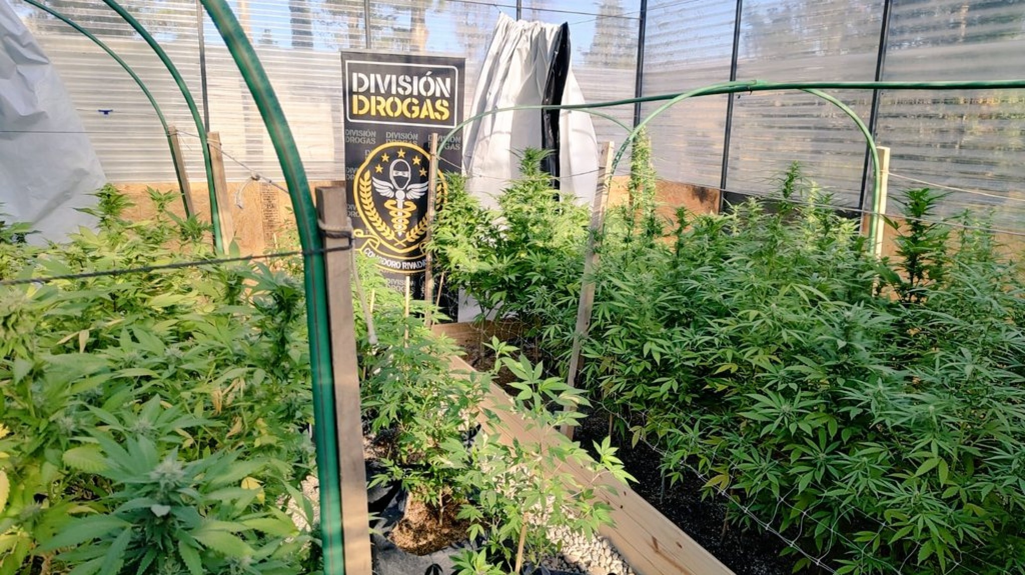 Operativo Diciembre Verde: encontraron 380 plantas de marihuana en un SPA