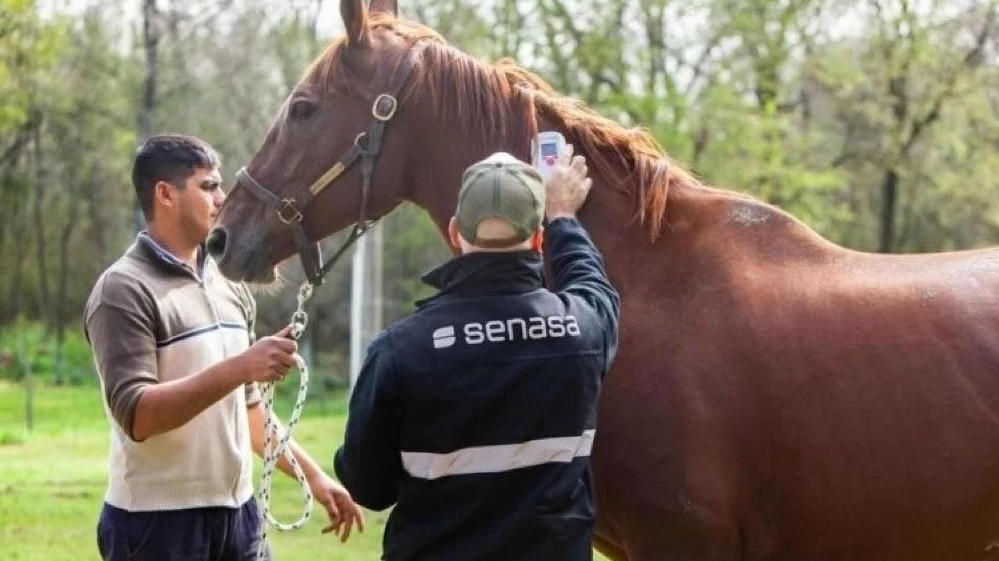 Detectaron en Argentina el primer caso en humanos de encefalitis equina del oeste