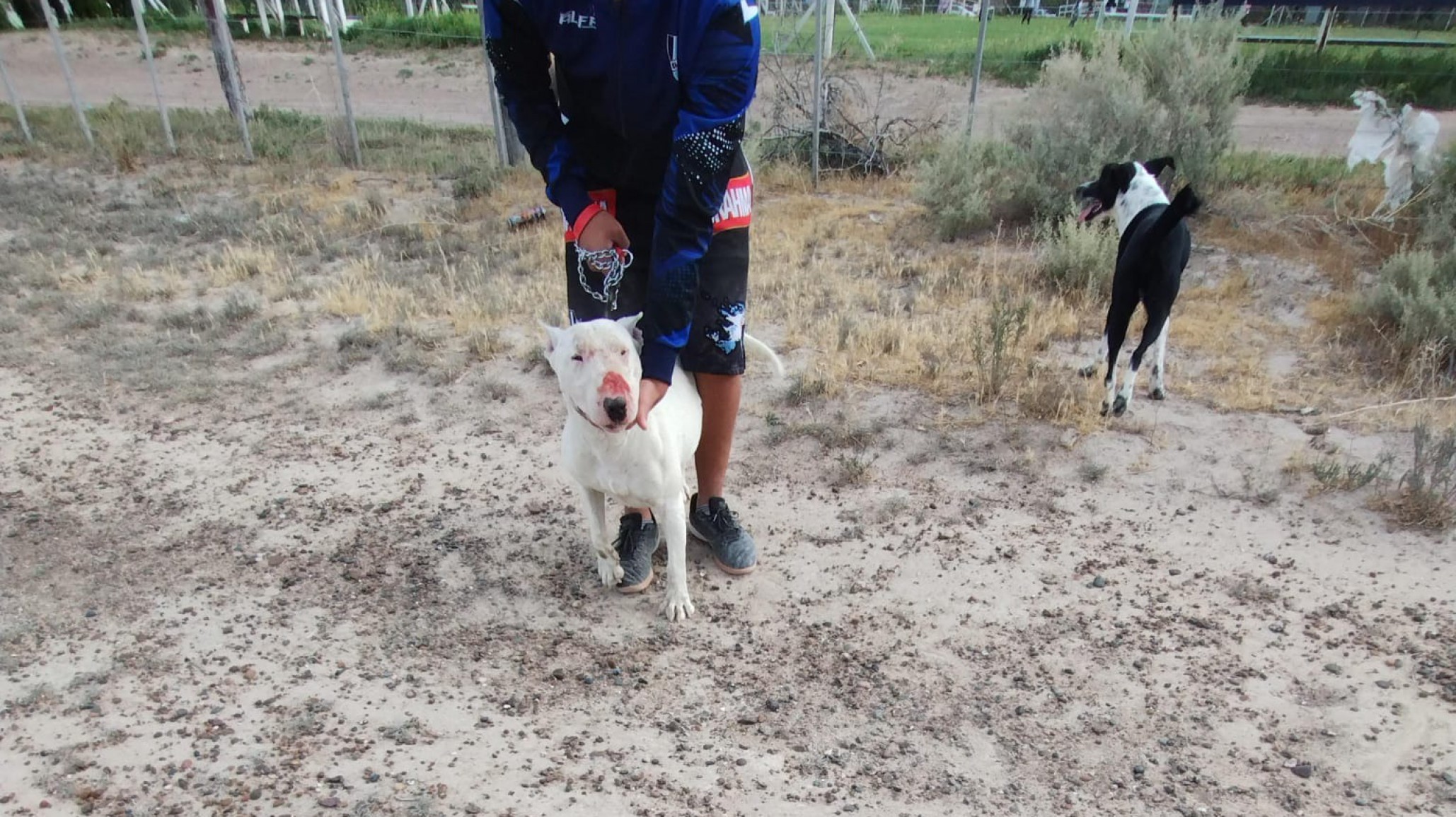 Una policía y su caballo fueron atacados por un pitbull mientras estaban en recorrida