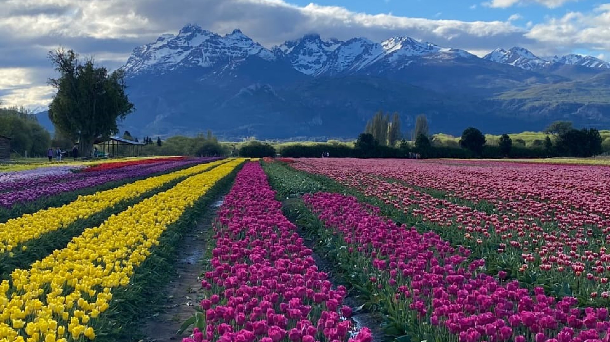 Tulipanes: la gran atracción que nadie se quiere perder en la mágica Trevelin