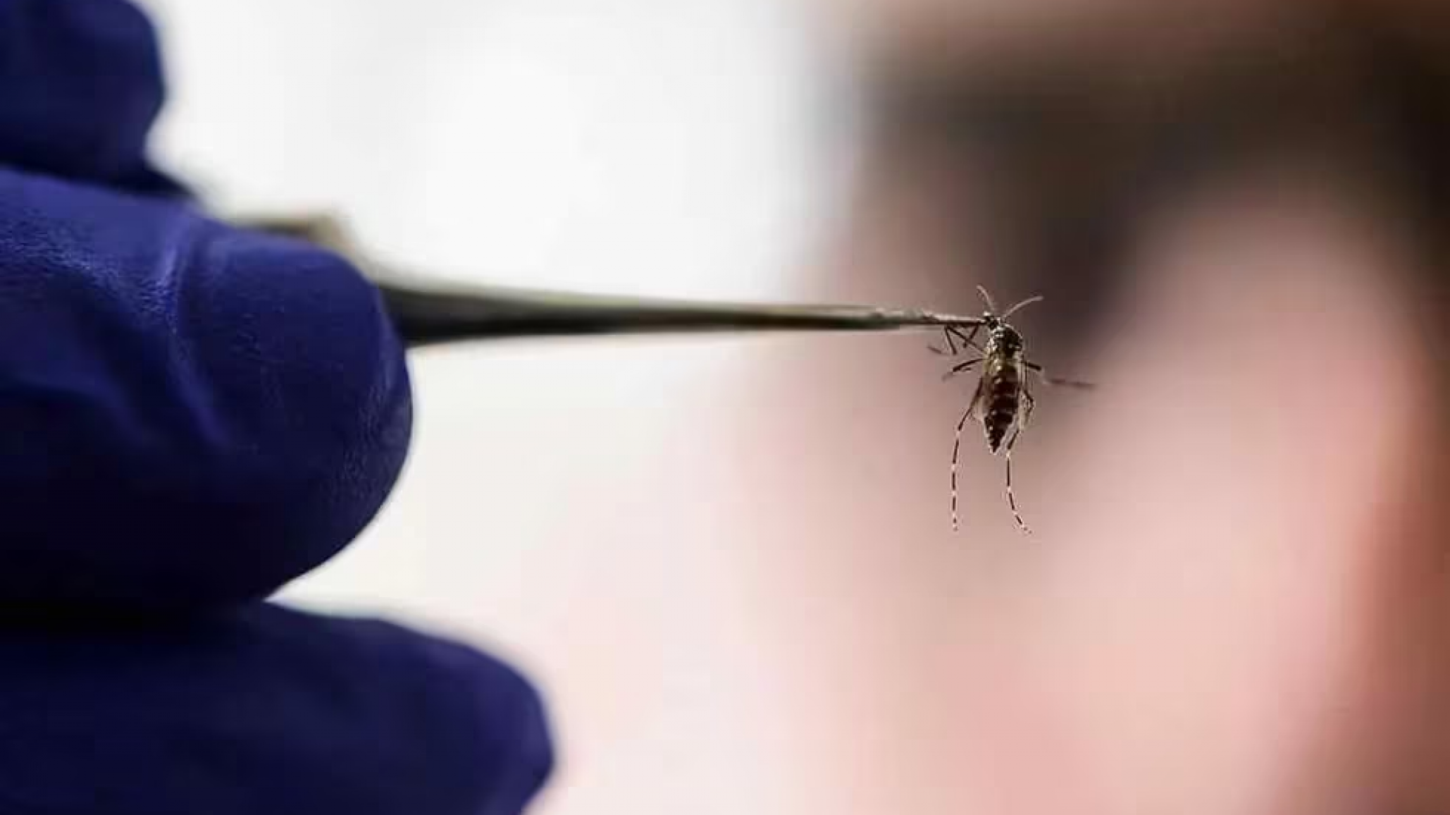 Confirman los primeros tres casos de dengue autóctono