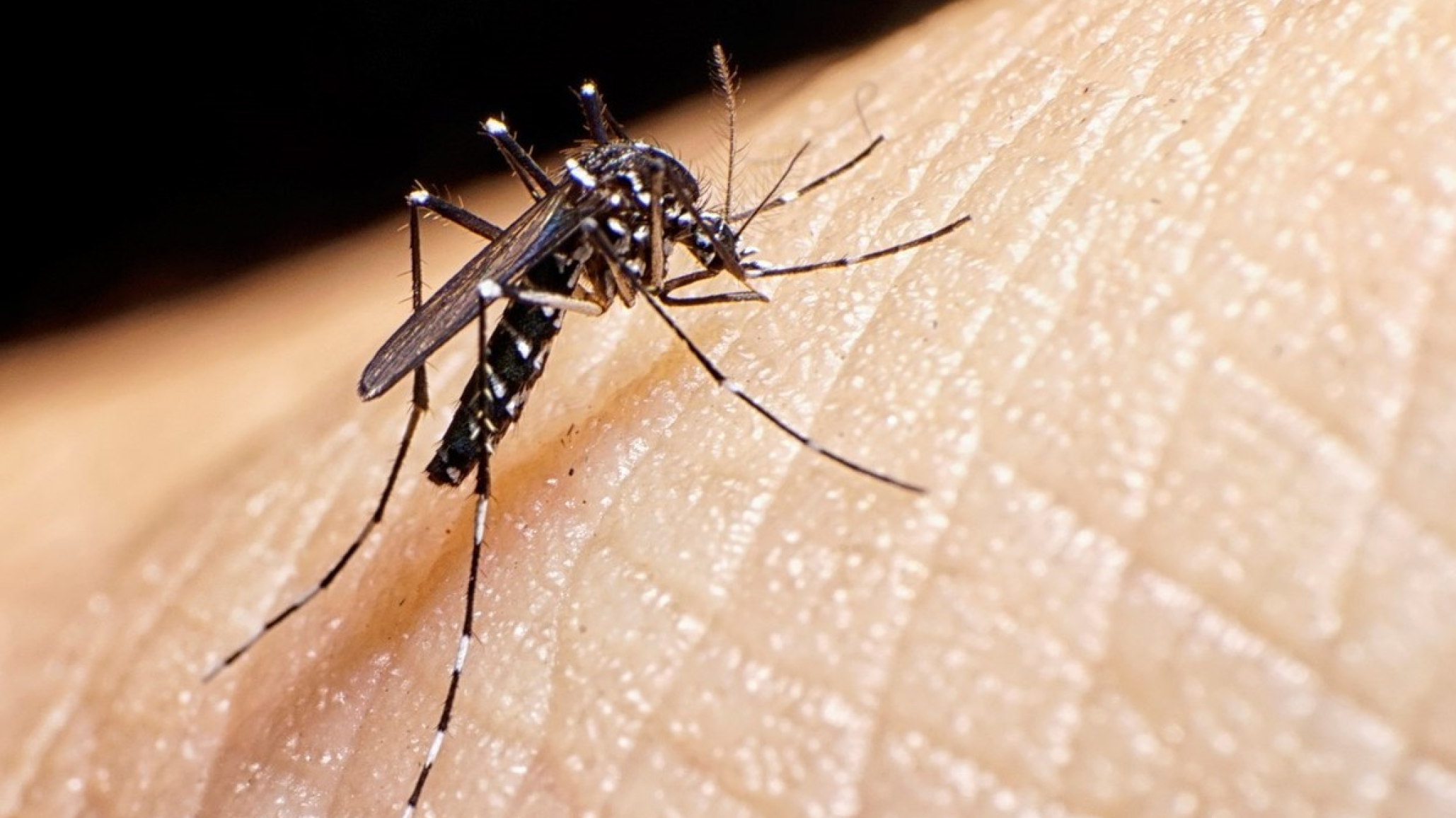 Preocupa el aumento de casos de dengue: solicitan incrementar las medidas